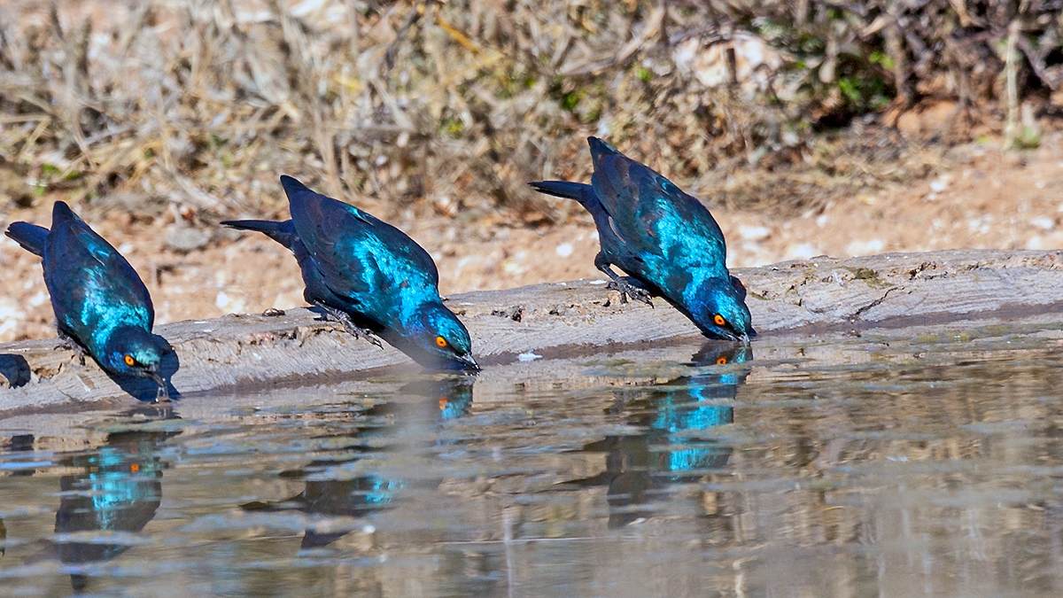 Cape Starling [Lamprotornis nitens]