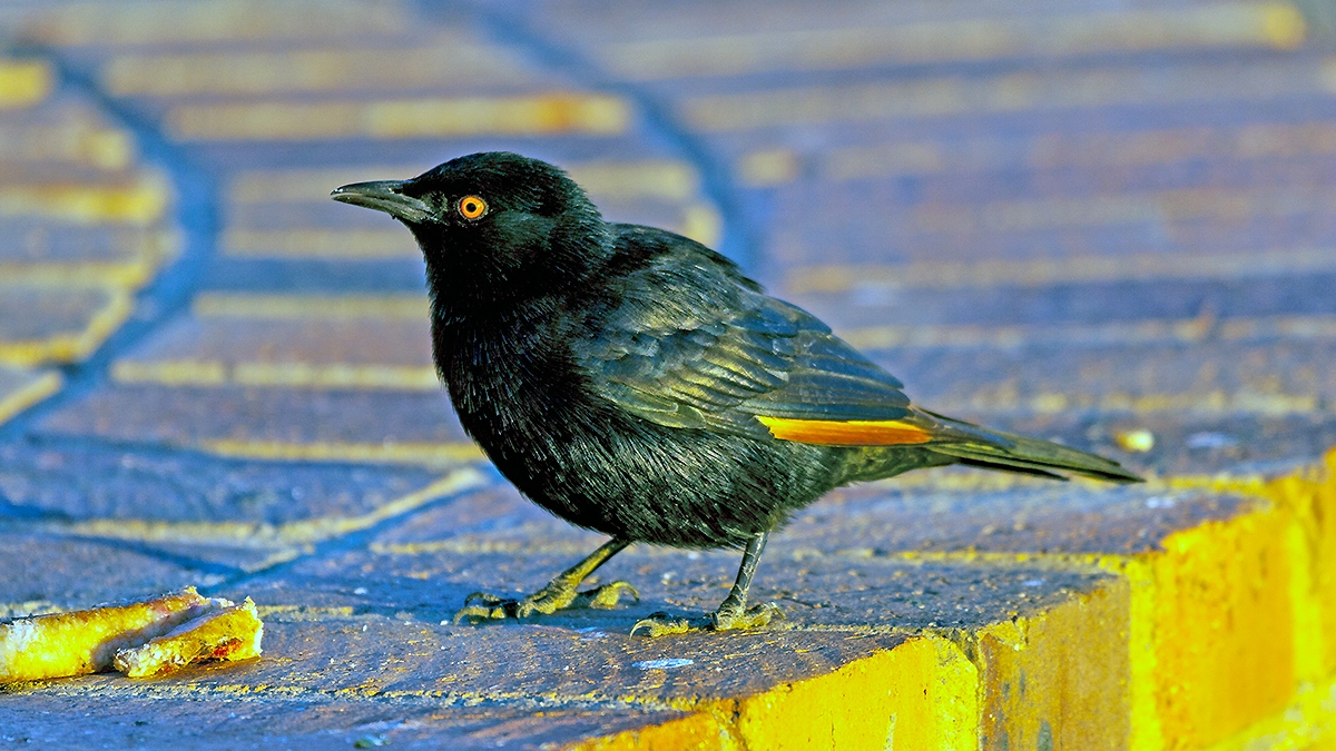 Pale-winged Starling [Onychognathus nabouroup]