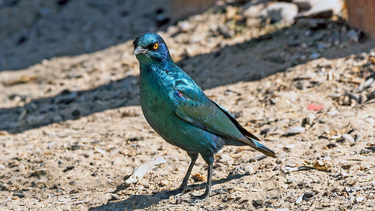 Cape Starling [Lamprotornis nitens]