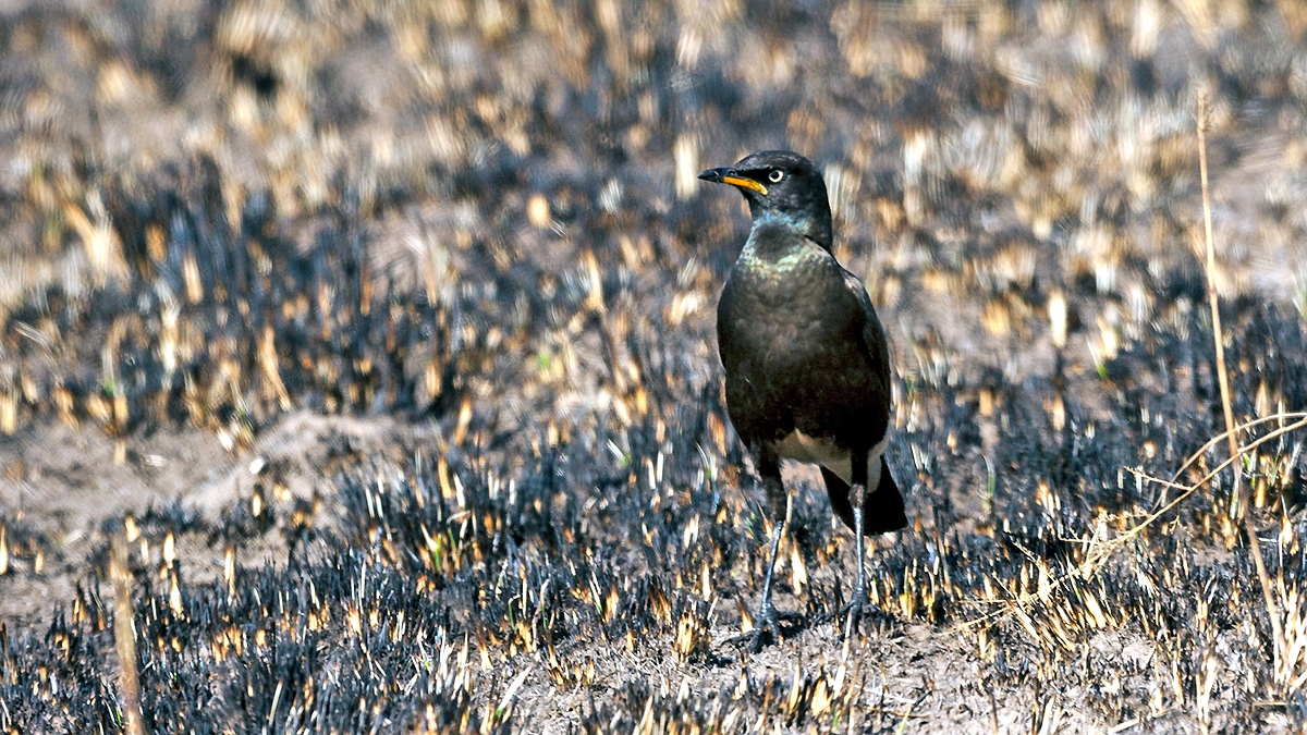 Pied Starling [Lamprotornis bicolor]
