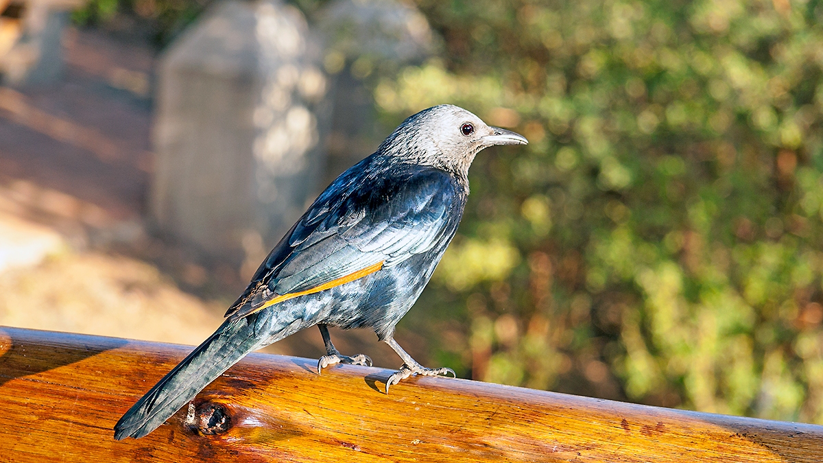 Red-winged Starling [Onychognathus morio morio]