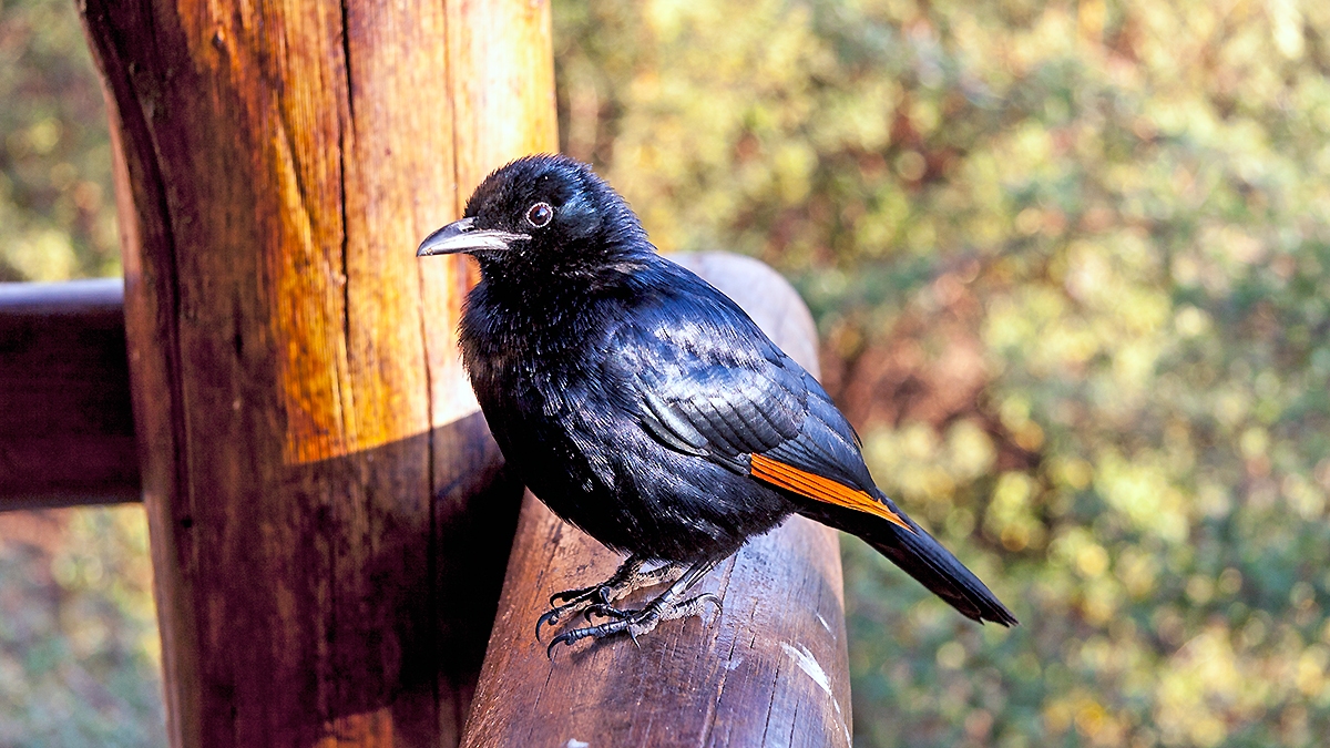 Red-winged Starling [Onychognathus morio morio]