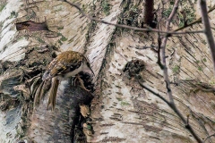 Eurasian Treecreeper [Certhia familiaris britannica] 