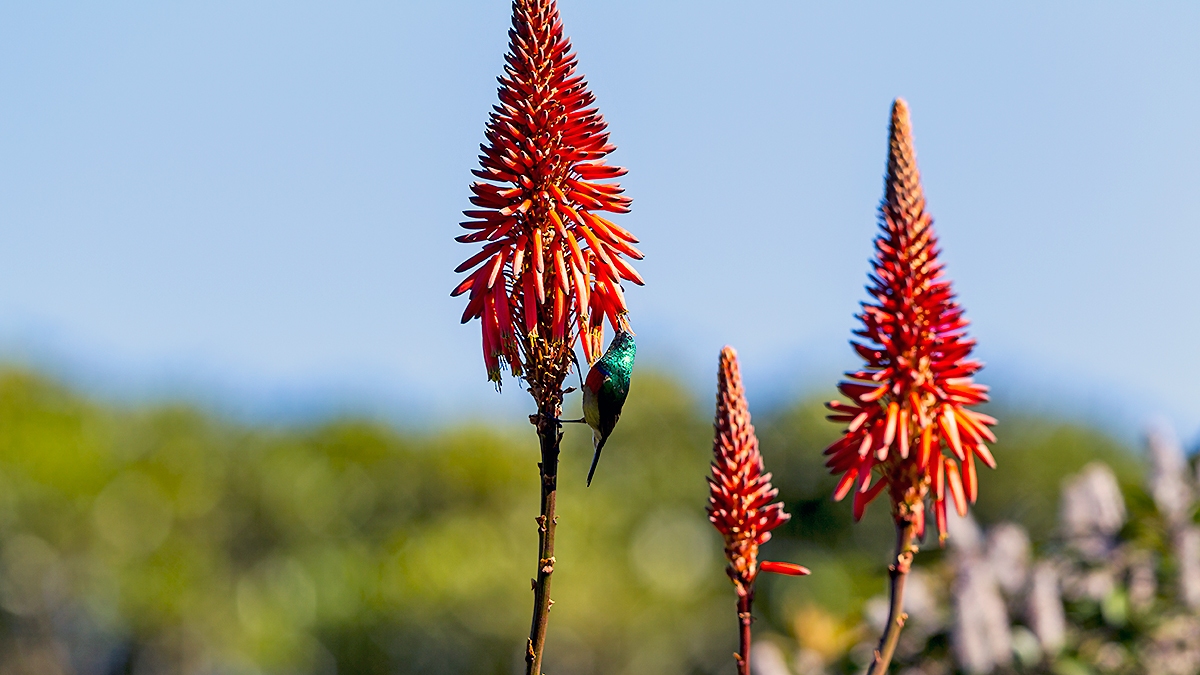 Krantz Aloe [Aloe arborescens]