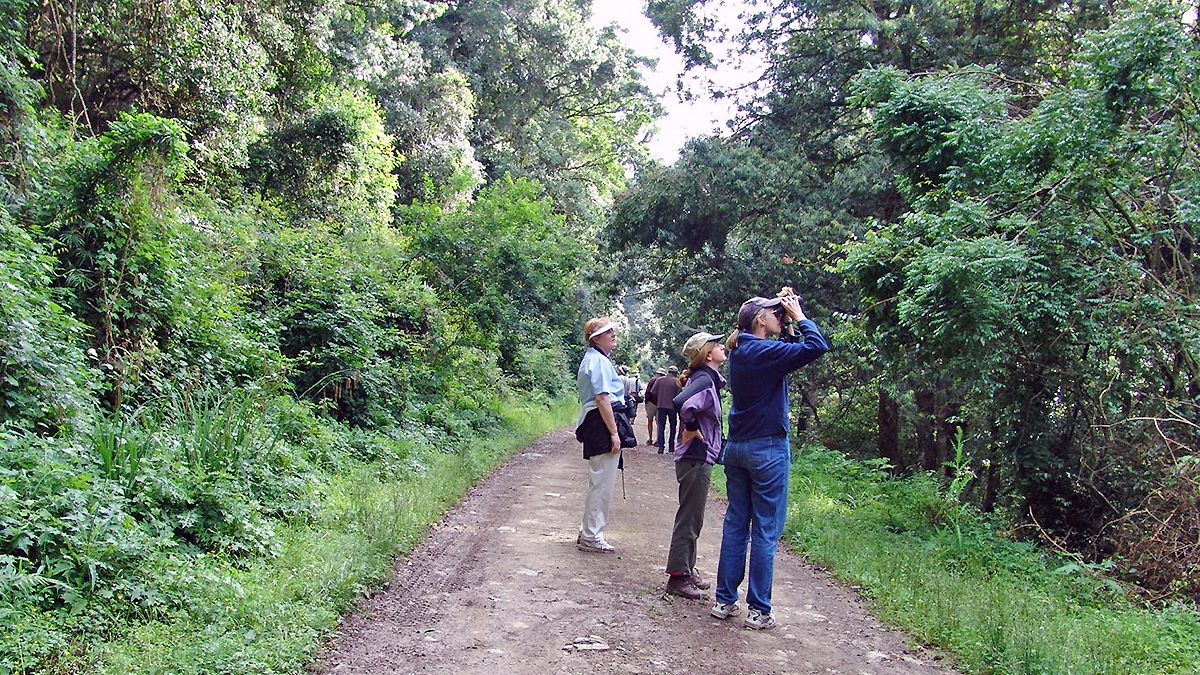 Birding in Xumeni Forest