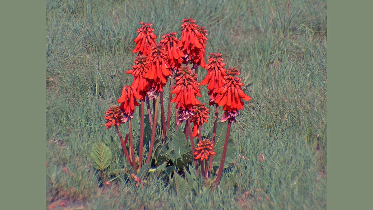 Ploughbreaker [Erythrina zeyheri]