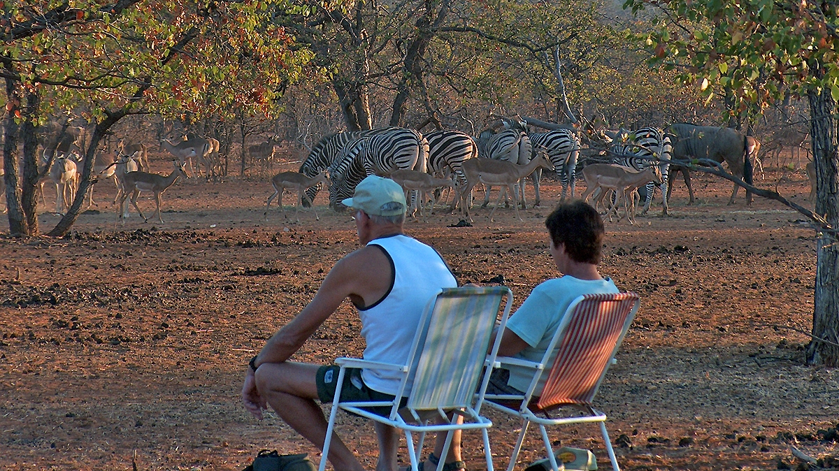 Animals arriving at the Dongola waterhole