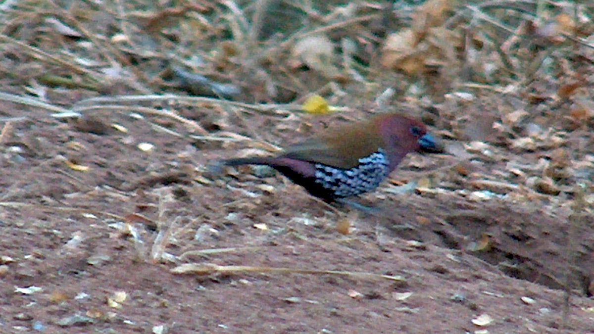 Pink-throated Twinspot [Hypargos margaritatus]