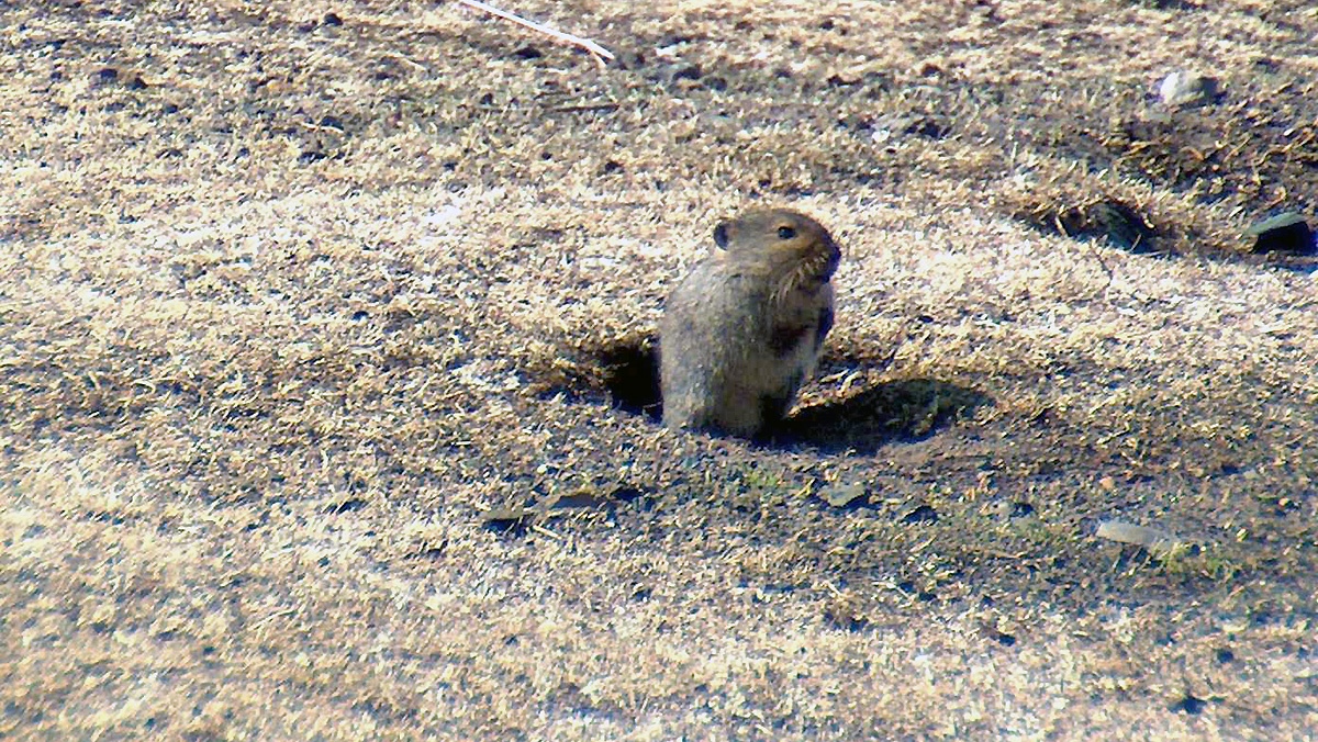 Sloggett’s Vlei Rat [Myotomys sloggetti]