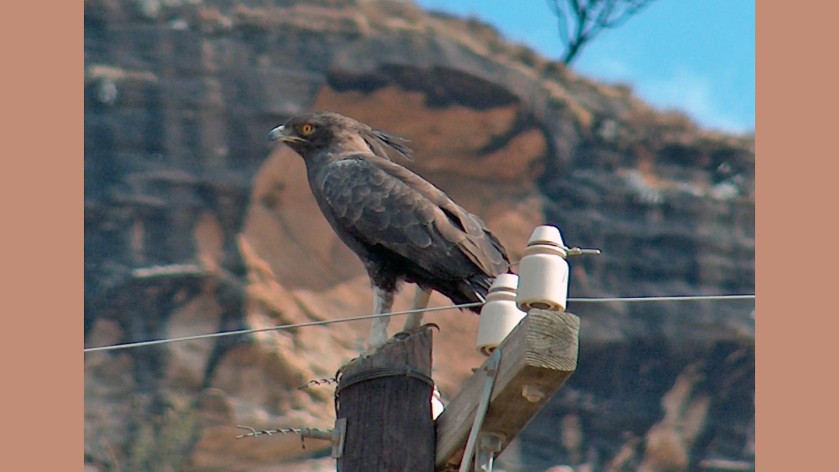 Long-crested Eagle [Lophaetus occipitalis]