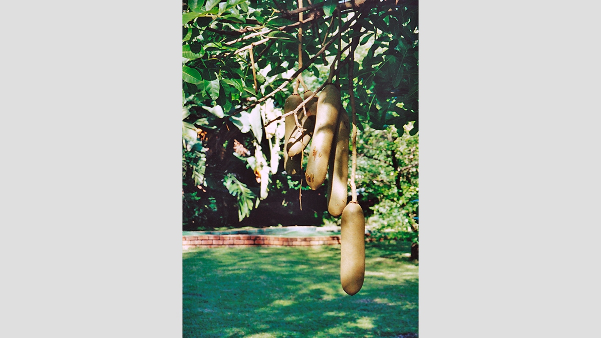 Sausage Tree [Kigelia africana]