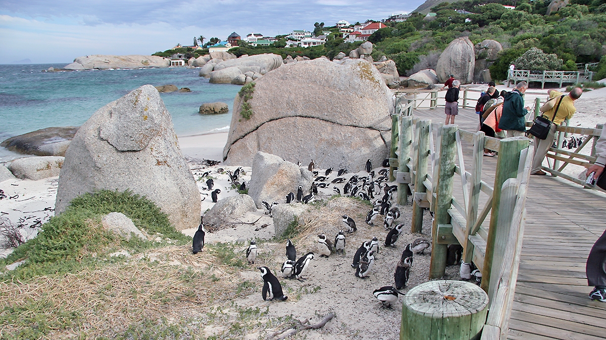 African Penguins, Boulders Beach, Simonstown