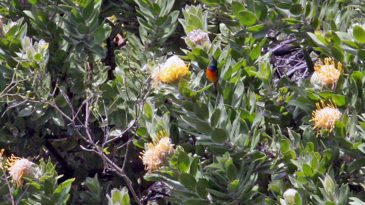 Orange-breasted Sunbird [Anthobaphes violacea]
