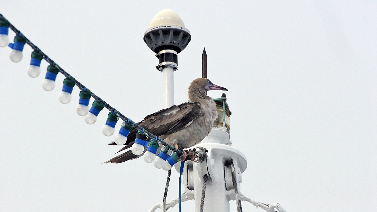 Red-footed Booby on MV Madagascar