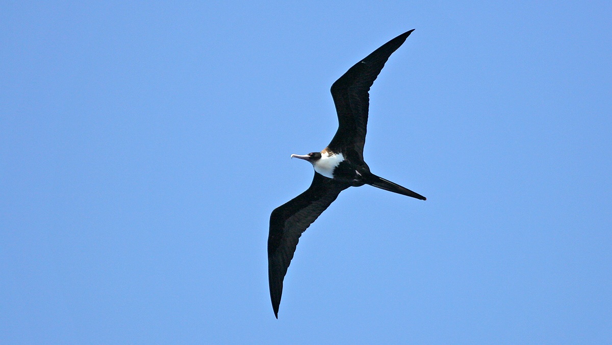 Lesser Frigatebird [Fregata ariel iredalei]
