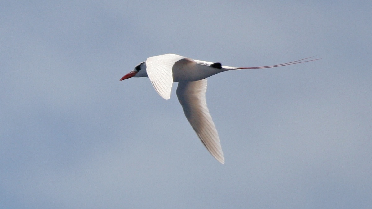Red-tailed Tropicbird [Phaethon rubricauda rubricauda]