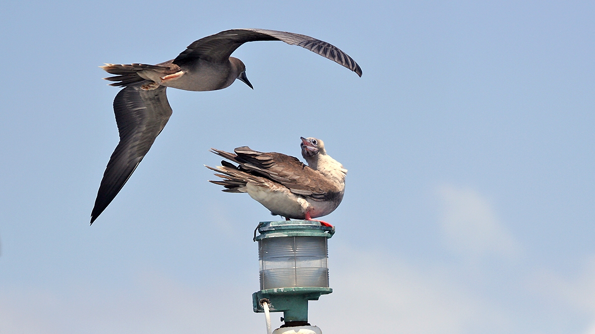 Red-footed Booby [Sula sula rubripes]