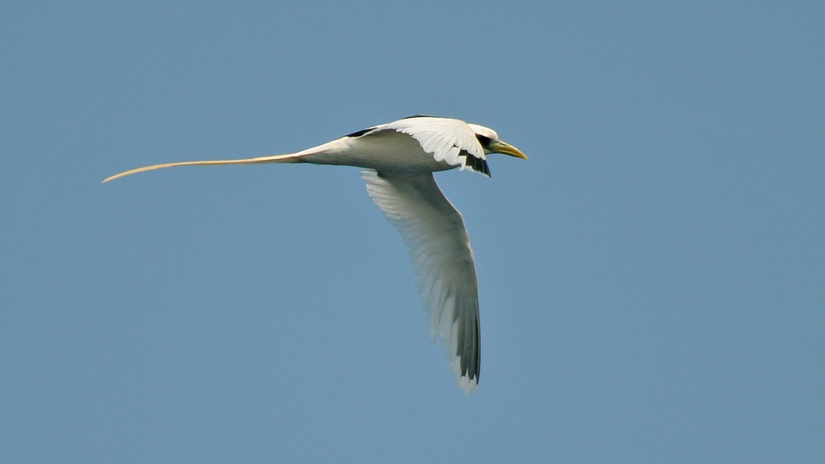 White-tailed Tropicbird [Phaethon lepturus europae]
