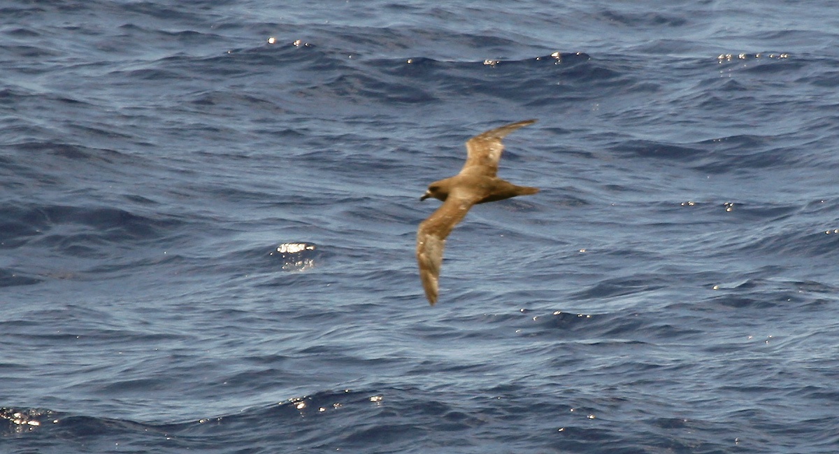 Great-winged Petrel [Pterodroma macroptera]