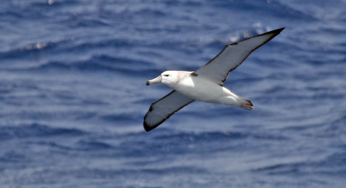 Shy Albatross [Thalassarche cauta cauta]