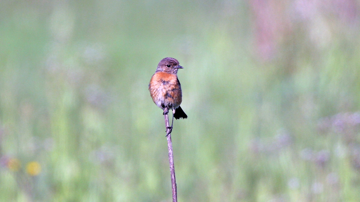 African Stonechat [Saxicola torquatus stonei]