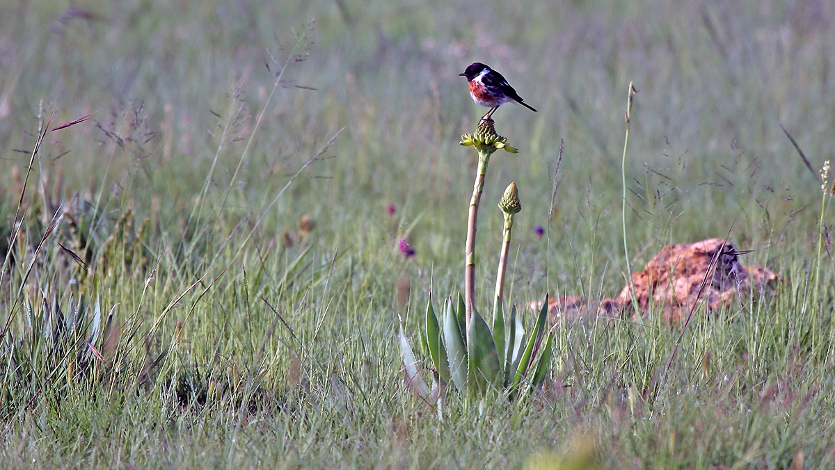 African Stonechat [Saxicola torquatus stonei]
