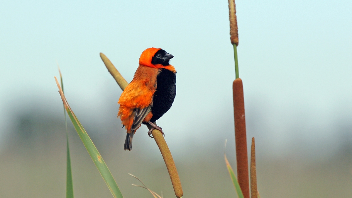 Southern Red Bishop [Euplectes orix]