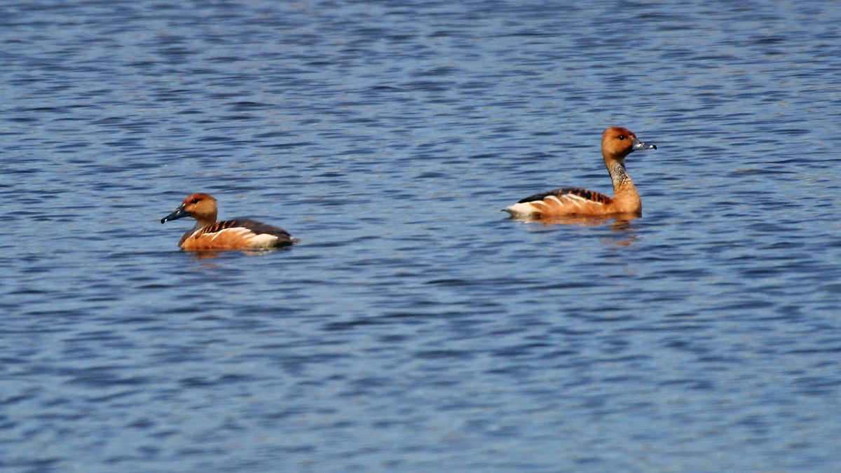 Fulvous Whistling Duck [Dendrocygna bicolor]