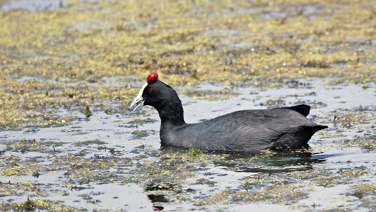 Red-knobbed Coot [Fulica cristata]