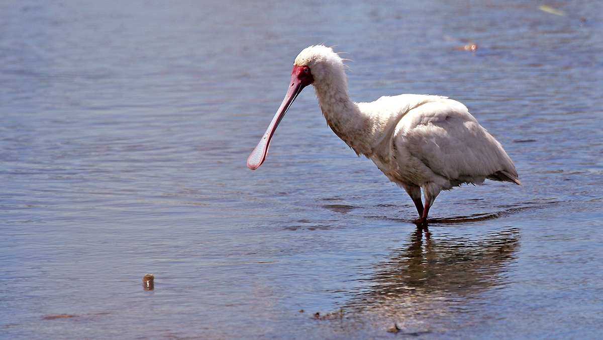 African Spoonbill [Platalea alba]