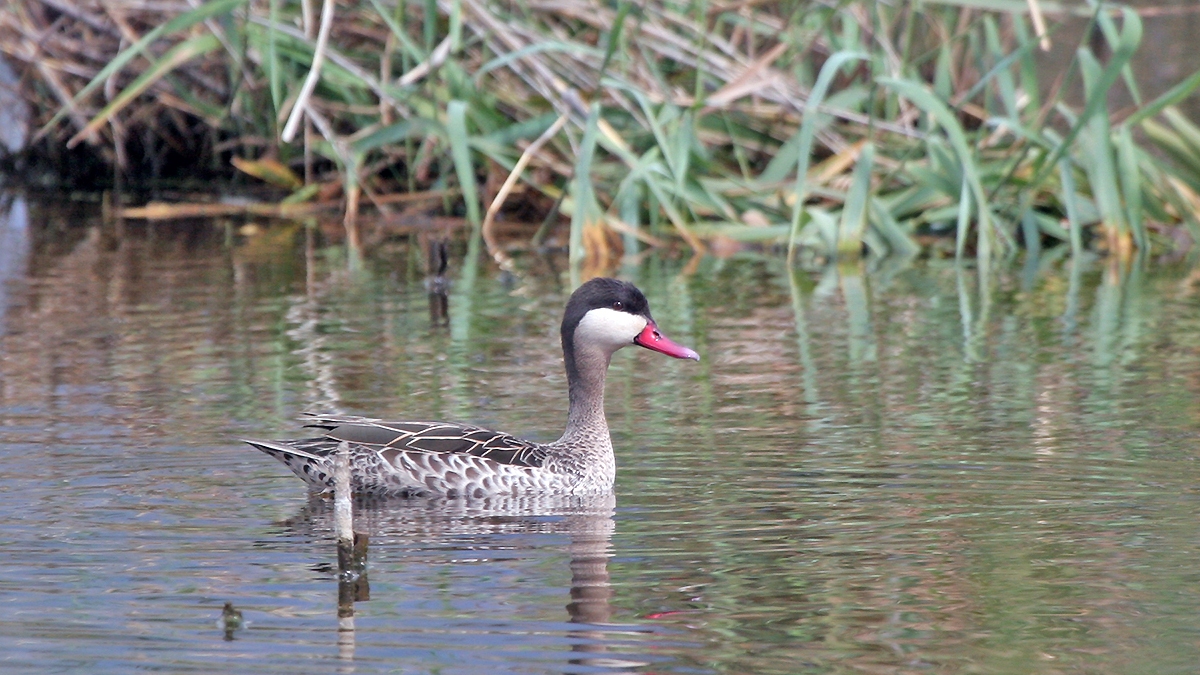 Red-billed Teal [Anas erythrorhyncha]