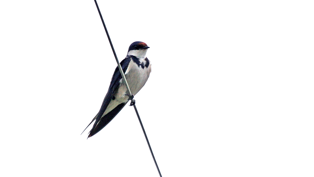 White-throated Swallow [Hirundo albigularis]