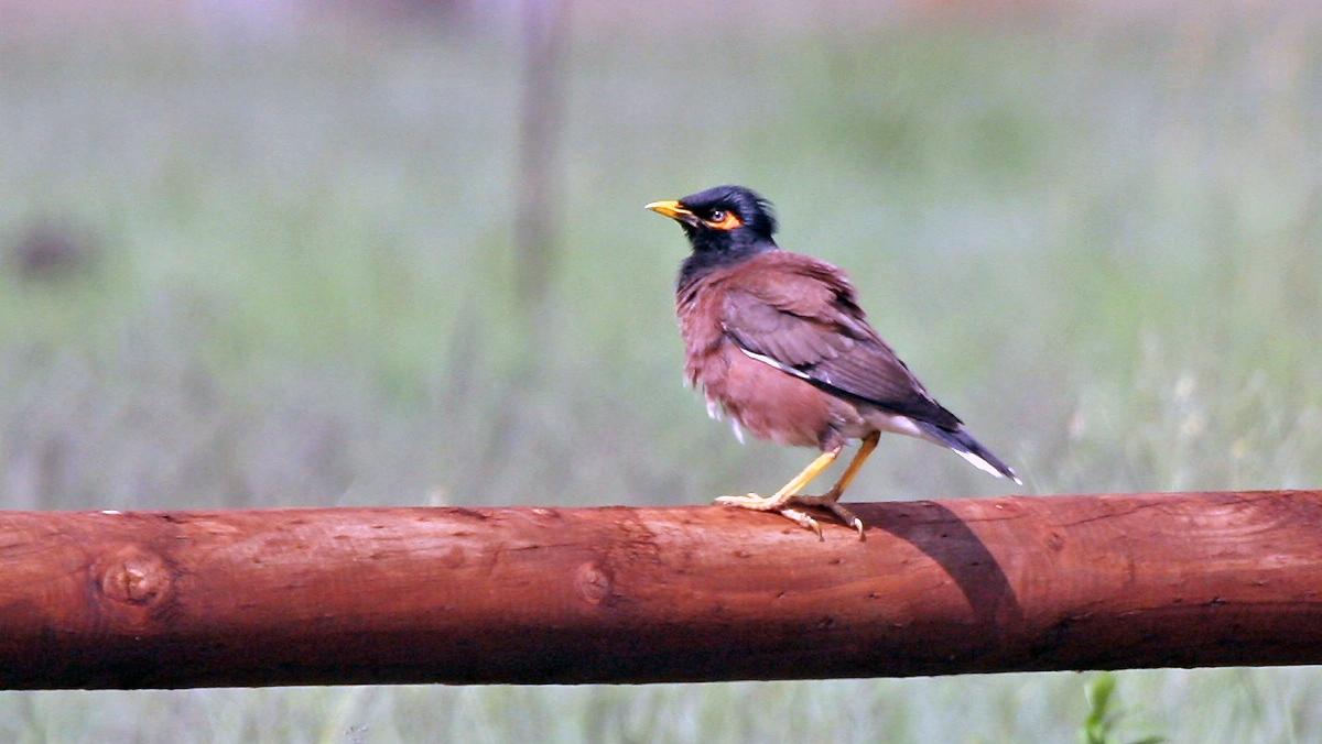 Common Myna [Acridotheres tristis tristis]
