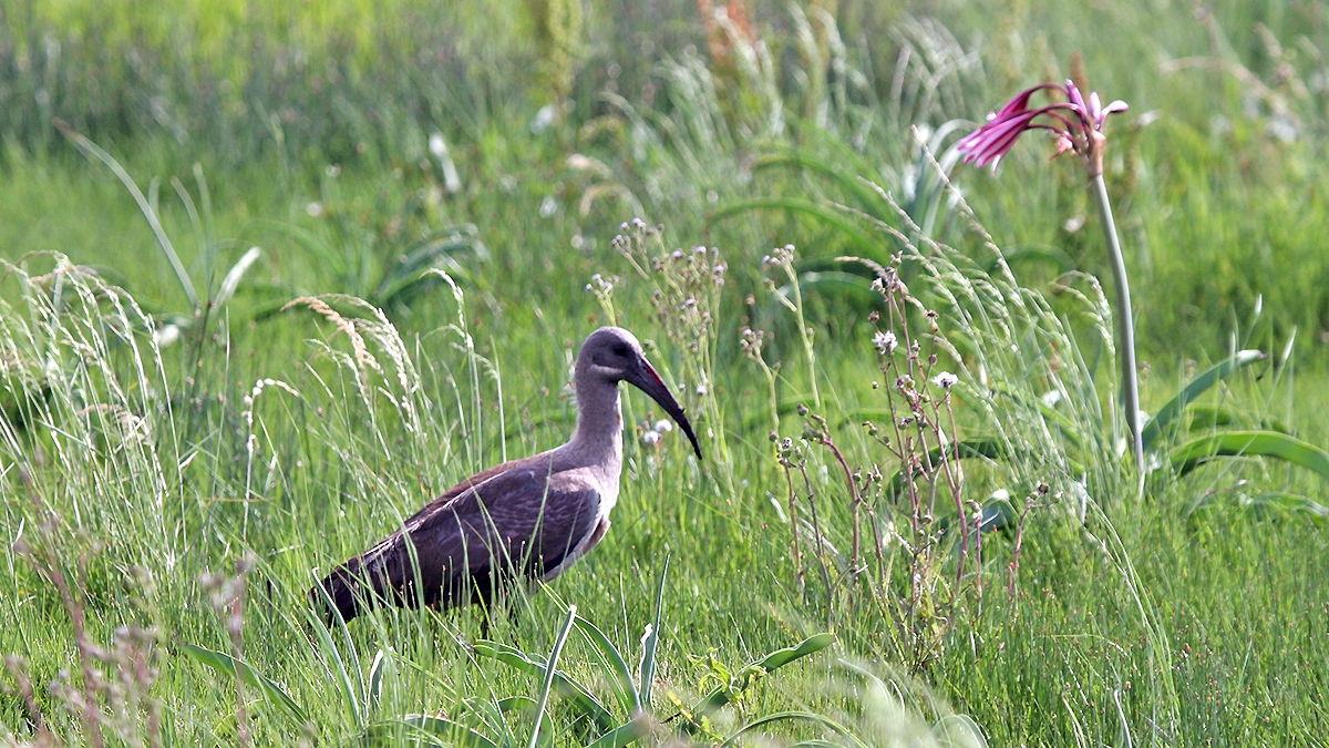 Hadada Ibis [Bostrychia hagedash hagedash]