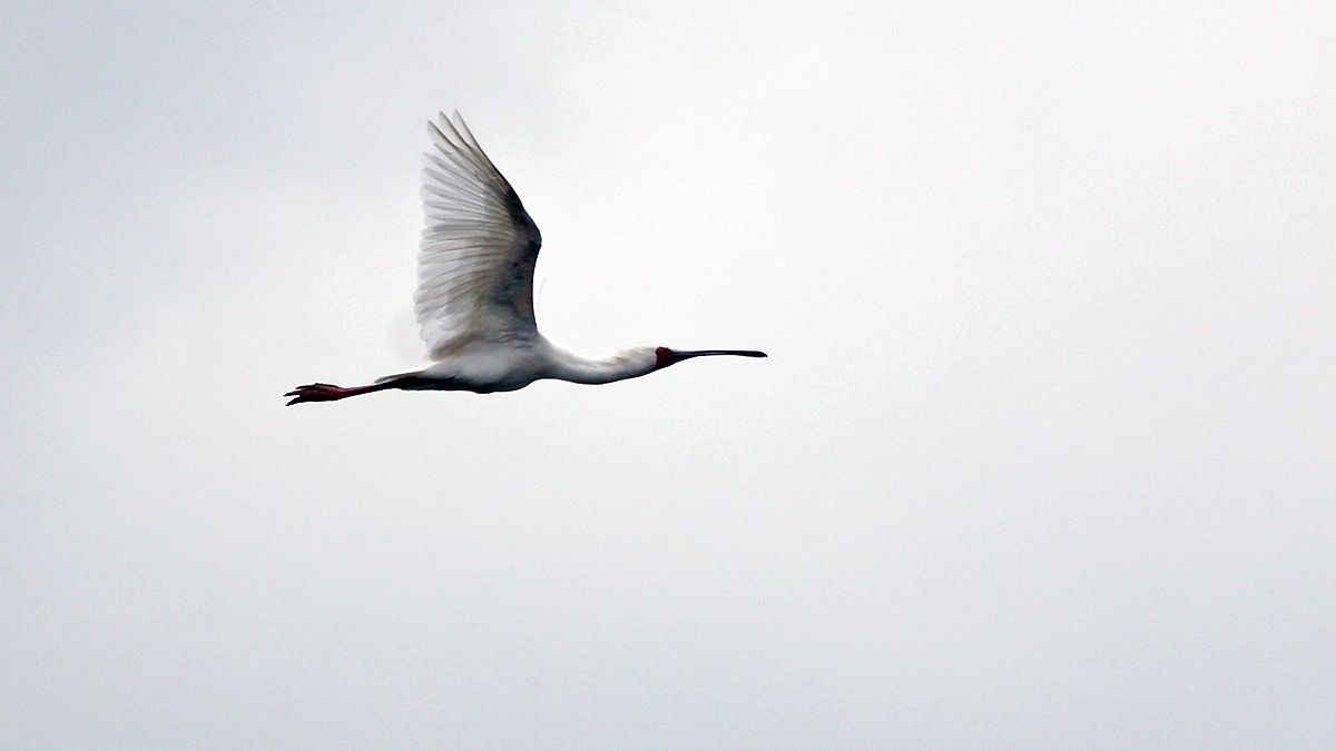 African Spoonbill [Platalea alba]