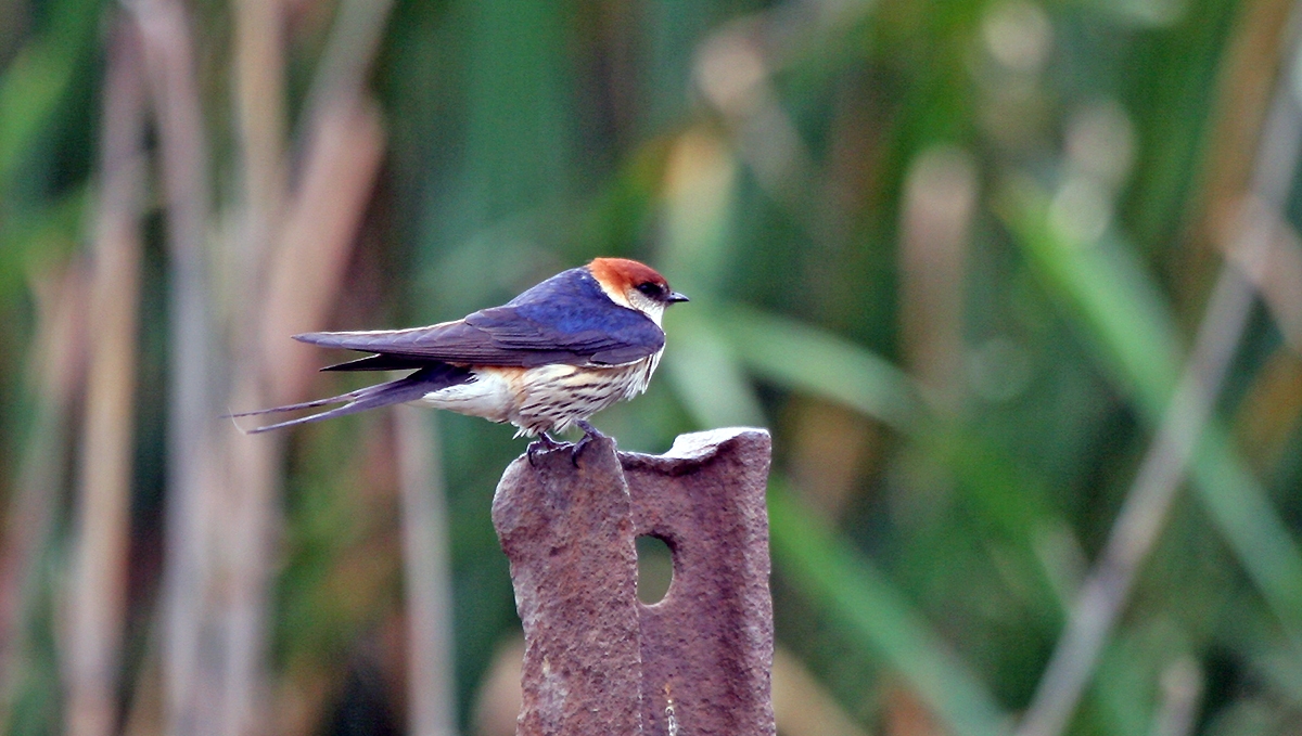 Greater Striped Swallow [Cecropis cucullata]