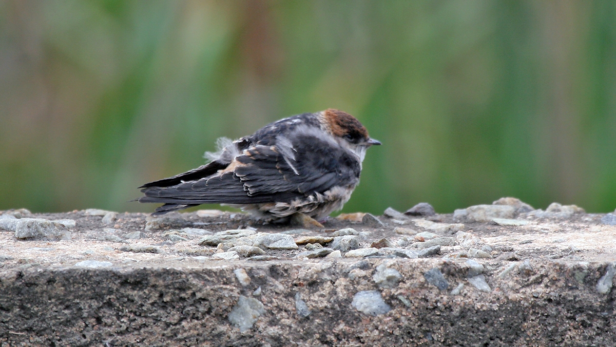 Greater Striped Swallow [Cecropis cucullata]