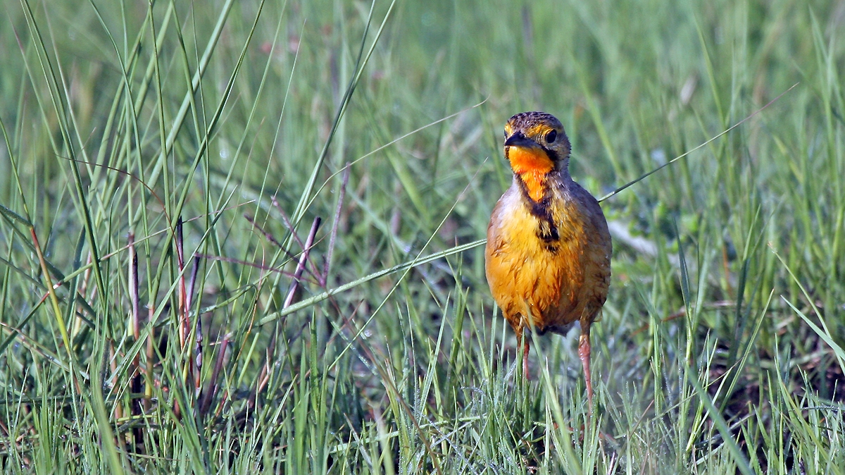 Cape Longclaw [Macronyx capensis colletti]