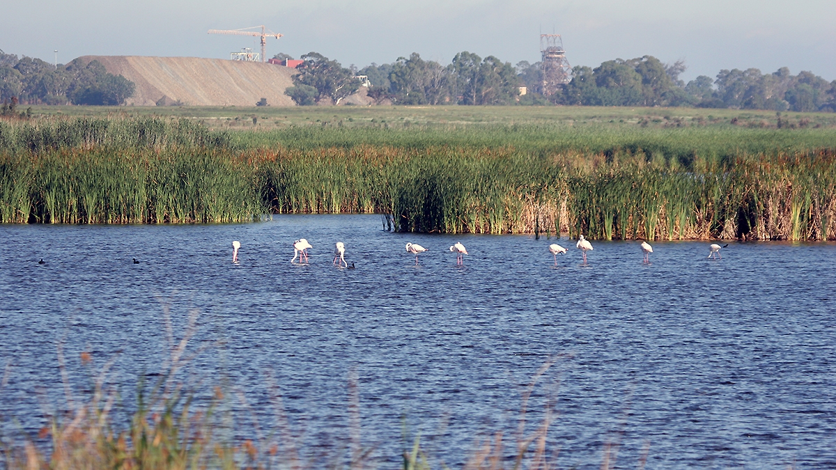 Greater Flamingo [Phoenicopterus roseus]