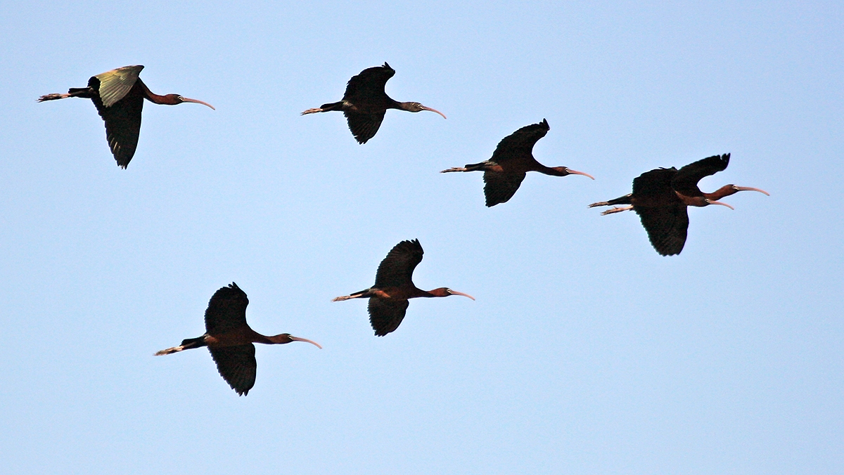 Glossy Ibis [Plegadis falcinellus]