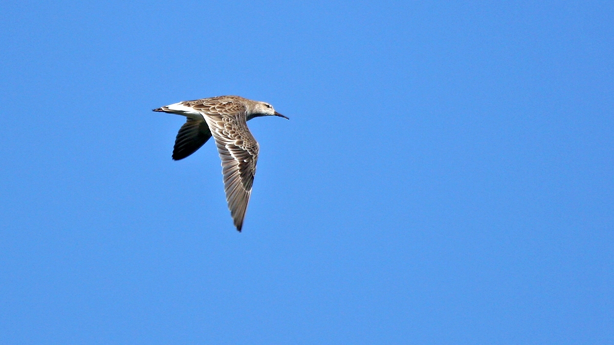 Ruff [Calidris pugnax]