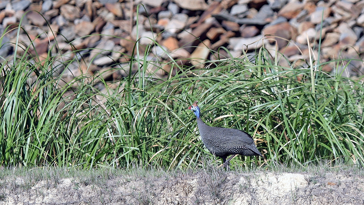 Helmeted Guineafowl [Numida meleagris]