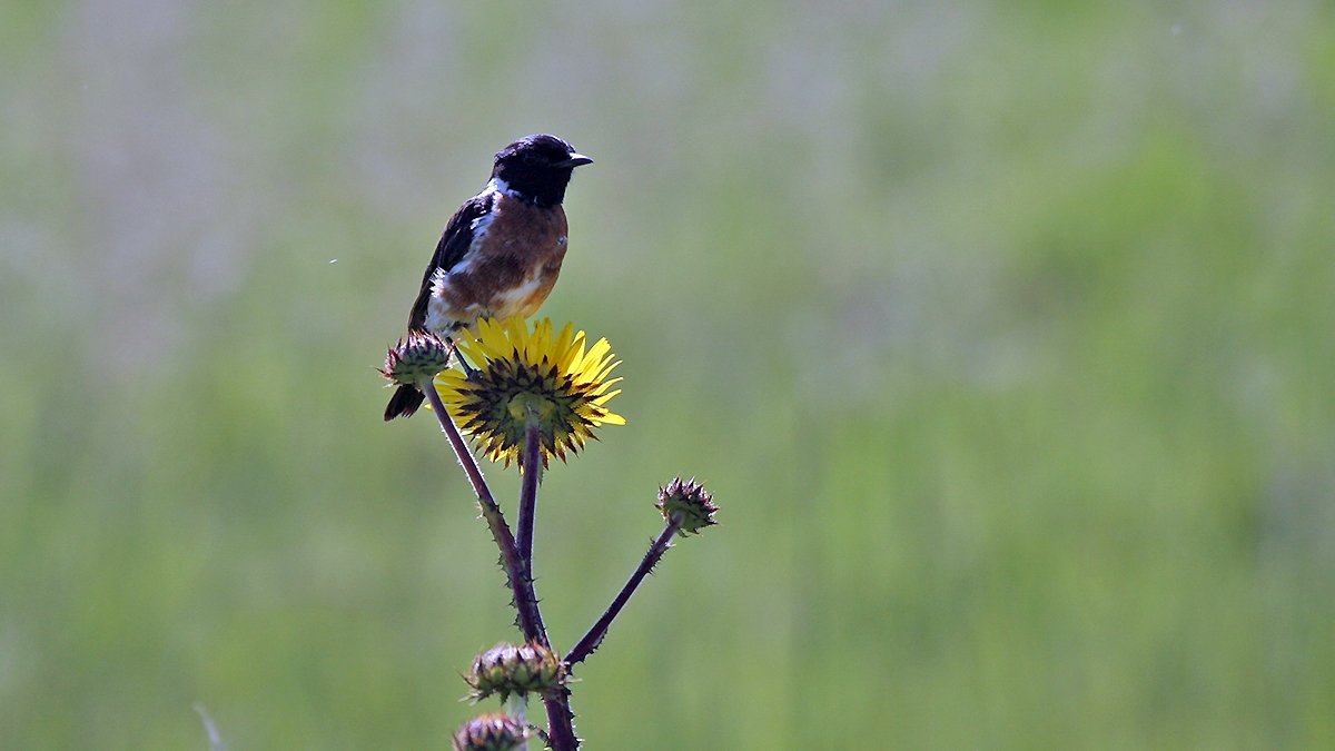 African Stonechat [Saxicola torquatus stonei]