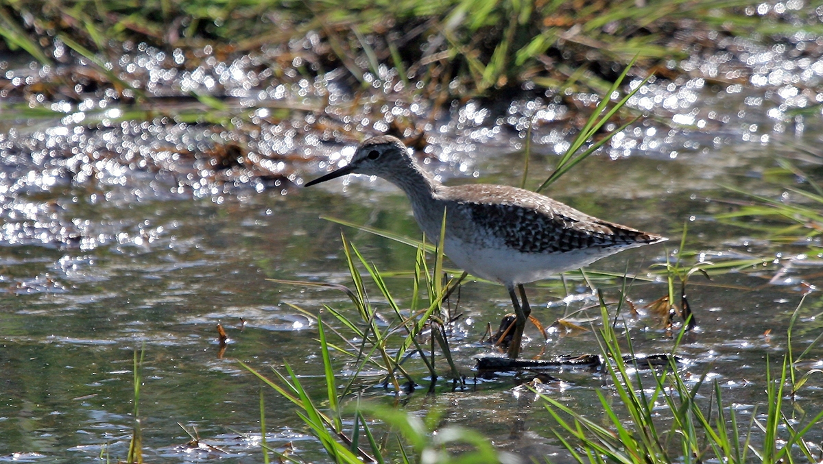 Wood Sandpiper [Tringa glareola]