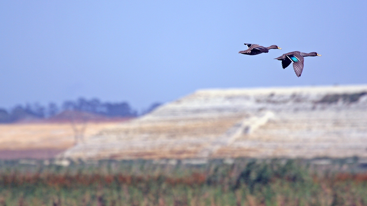 Yellow-billed Duck [Anas undulata]