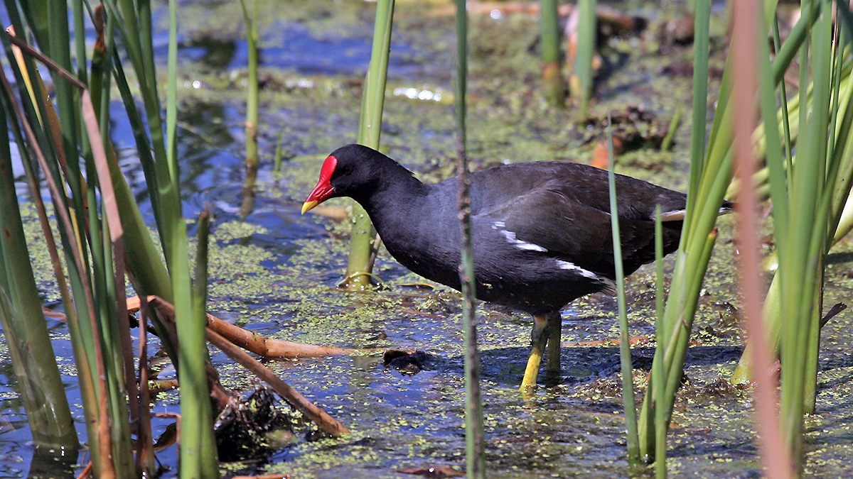 Common Moorhen [Gallinula chloropus meridionalis]
