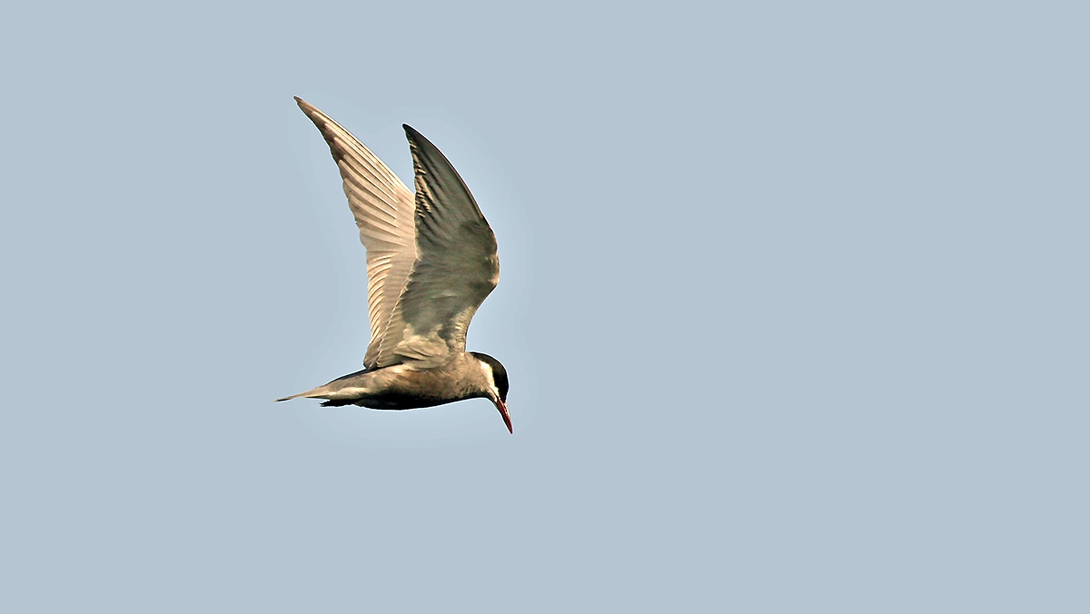 Whiskered Tern [Chlidonias hybrida delalandii]