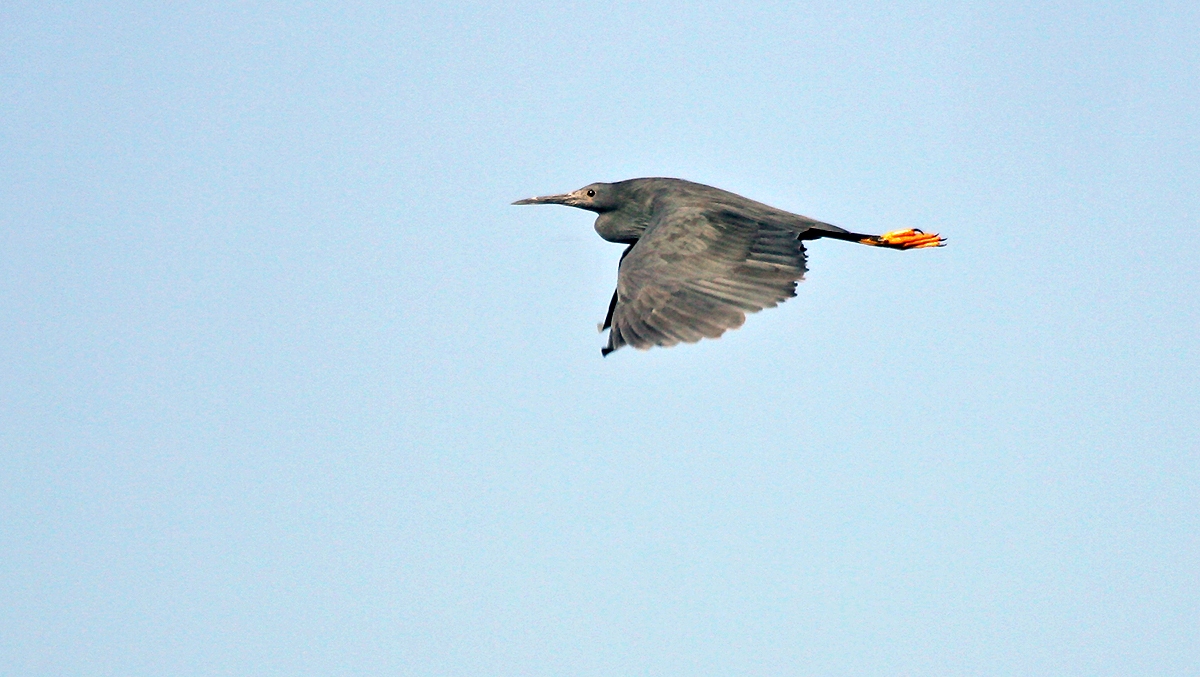 Black Heron [Egretta ardesiaca]