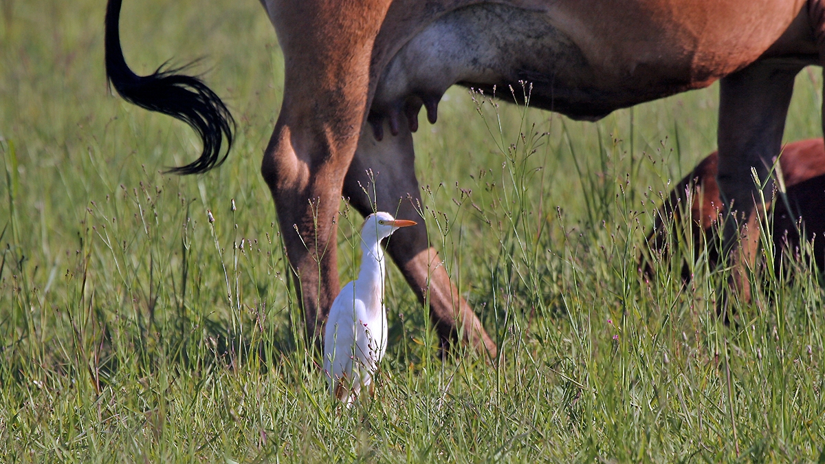 Western Cattle Egret [Ardea ibis]