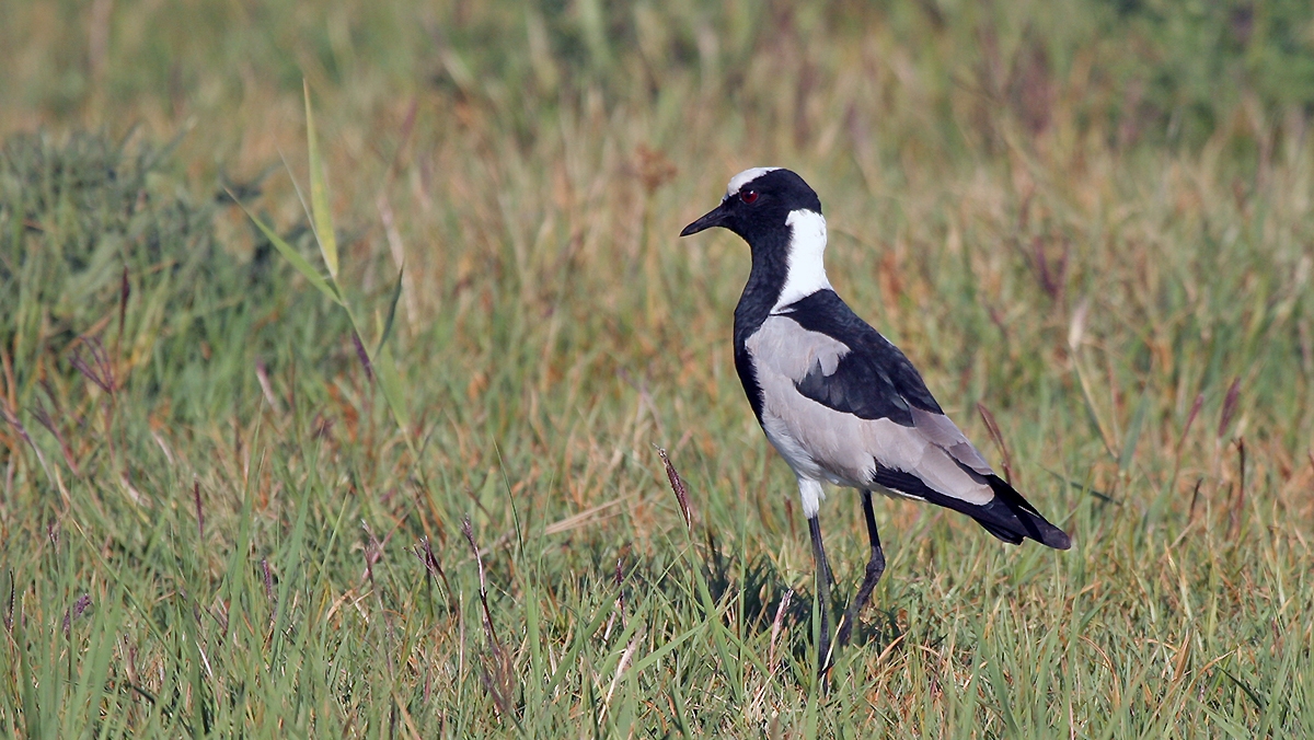 Blacksmith Lapwing [Vanellus armatus]